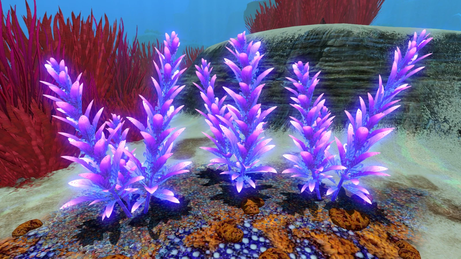 где найти семена водорослей