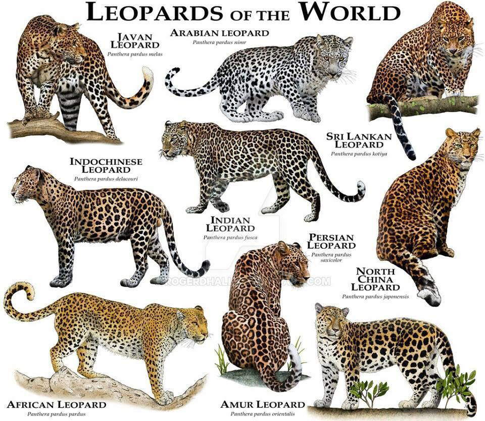 Image - Leopard-species-worldwide.jpg | Subnautica Wiki | FANDOM