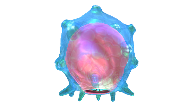 Файл:Floater Fauna.png