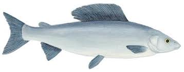 Harjus