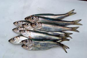 Silakka