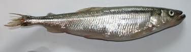 Kuore