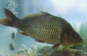 Karppi
