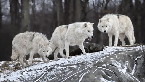 White Wolves