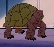 Turtle