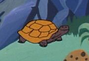 Tortoise