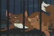 Fox