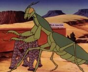 Praying mantis