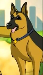 German Shepherd