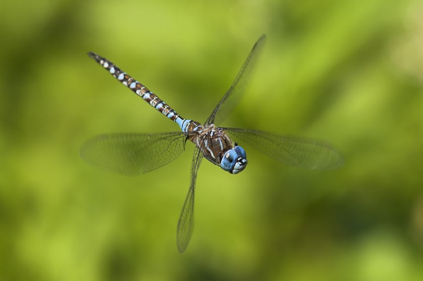 Dragonfly | Superhero Wiki | FANDOM powered by Wikia