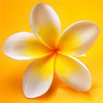 AWarmFlower