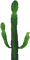 MKDSBeta Cactus