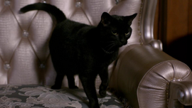 Familiarcat