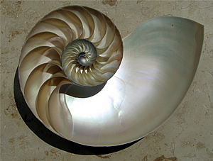 Nautilus Logarithmic Spiral