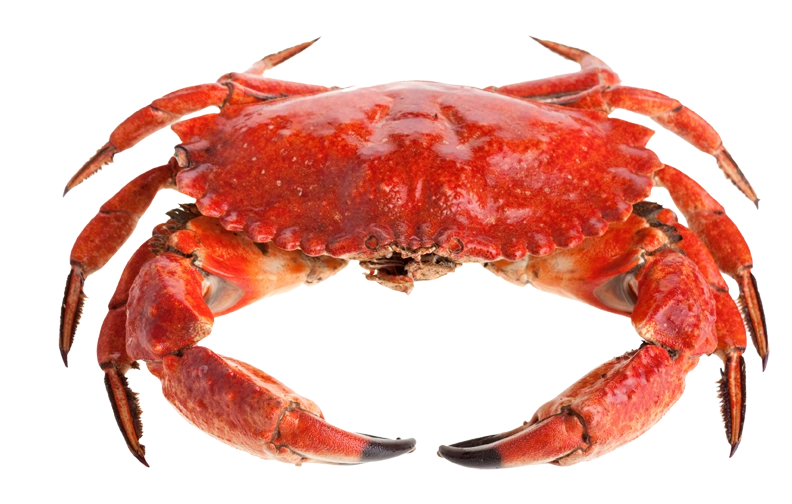 The Crustacean of Creation | Surreal Memes Wiki | Fandom