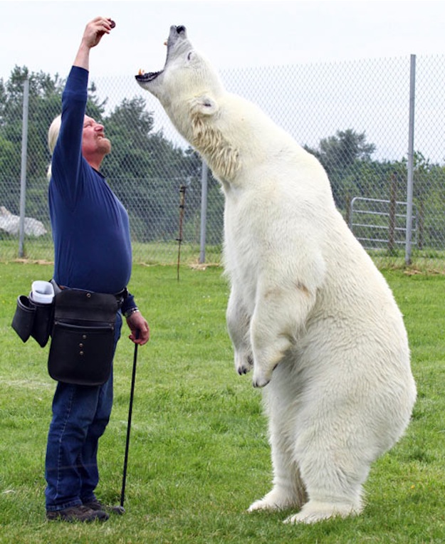 Touching Bond Polar Bear's Heartwarming Connection with Her Human