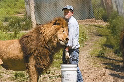 image lion human jpg survivalcraft wiki fandom powered by wikia lion size
