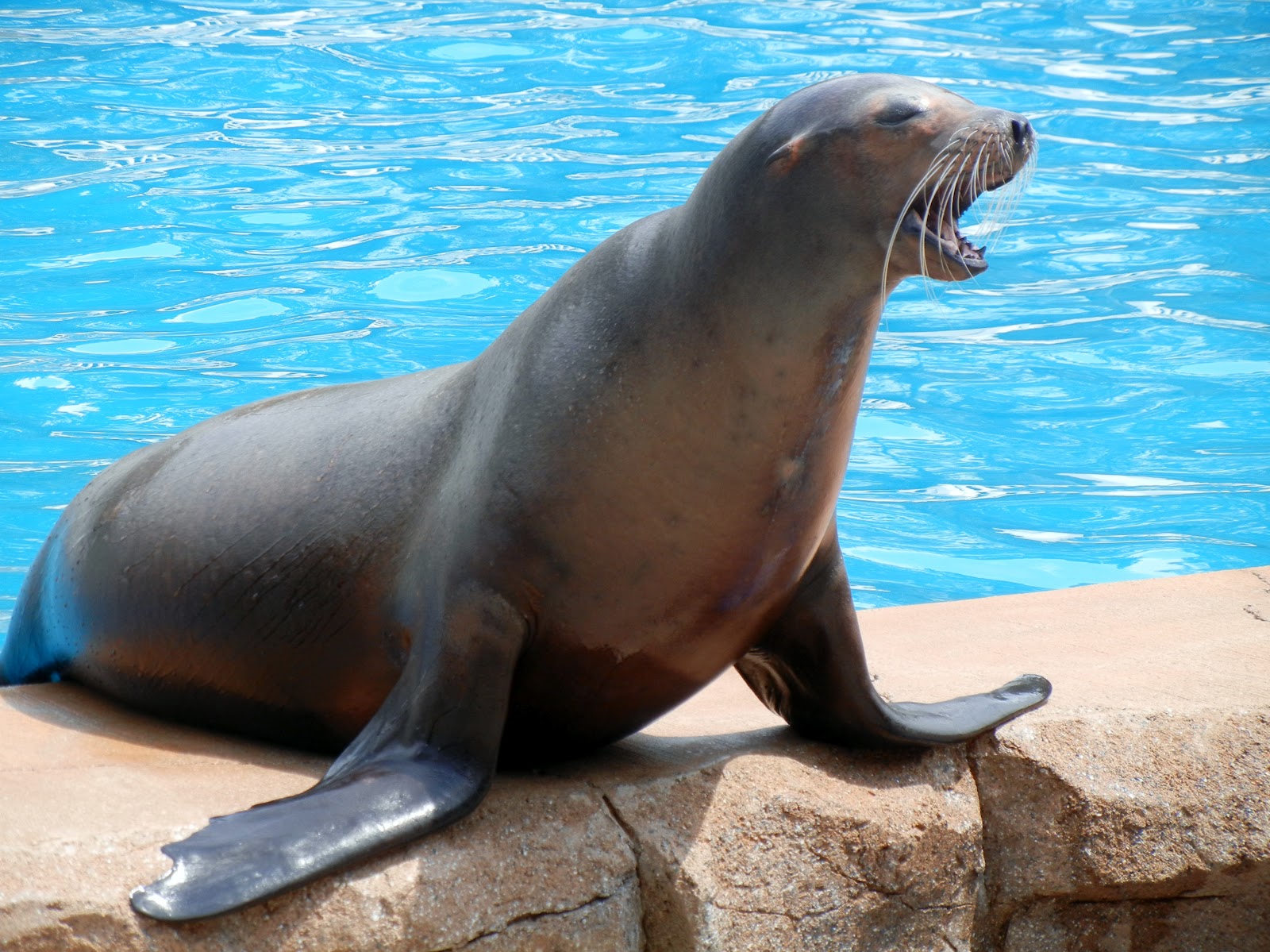 Image - Milwaukee Zoo, June 11, 5 sea lion.jpg | Survivor ORG Wiki