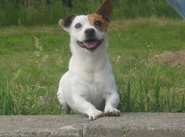 Bestand:Daisy.jpg