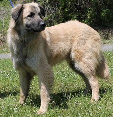 pyrenees and german shepherd mix