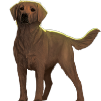 Bella Survivors By Erin Hunter Wiki Fandom