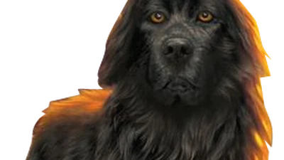 Martha Survivors By Erin Hunter Wiki Fandom