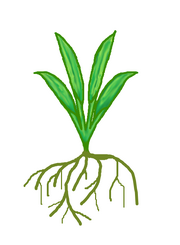 Stretchgrass