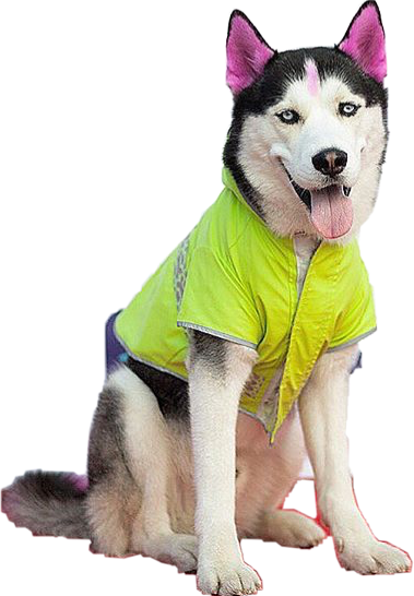 Swaggy Wolfdog | Swaggy Wolfdog Wiki 