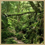 Puzzlewoodforest