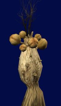 Yellow Pod Weeds