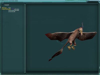 Lanternbird