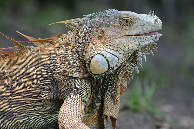 File:Iguana.jpg