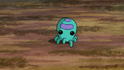 Tashy