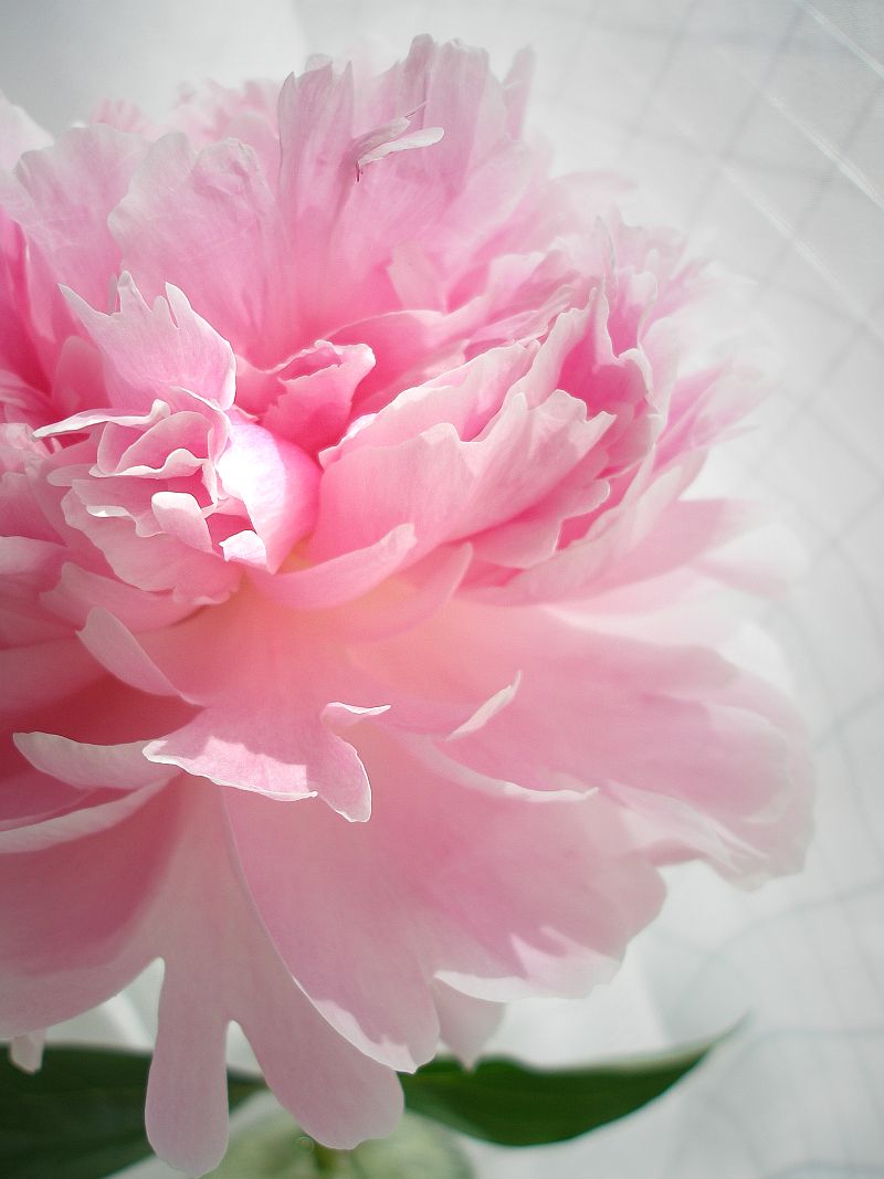 Peony | Symbolism Wiki | FANDOM powered by Wikia