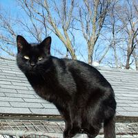 Black Cat Symbolism Wiki Fandom