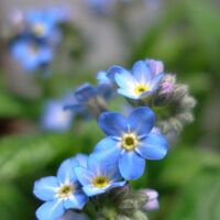Forget Me Not Symbolism Wiki Fandom