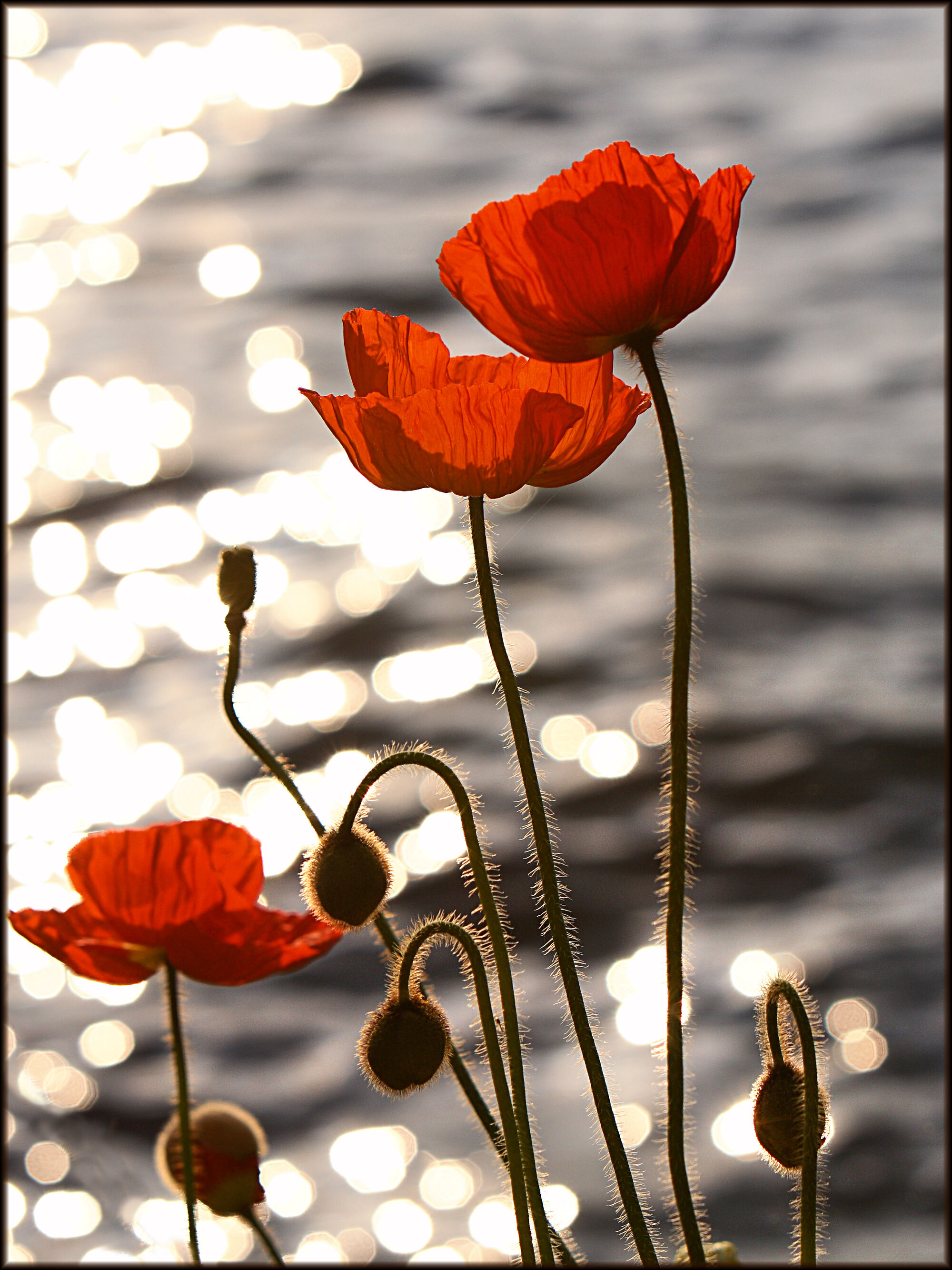 What Do Poppies Represent Spiritually