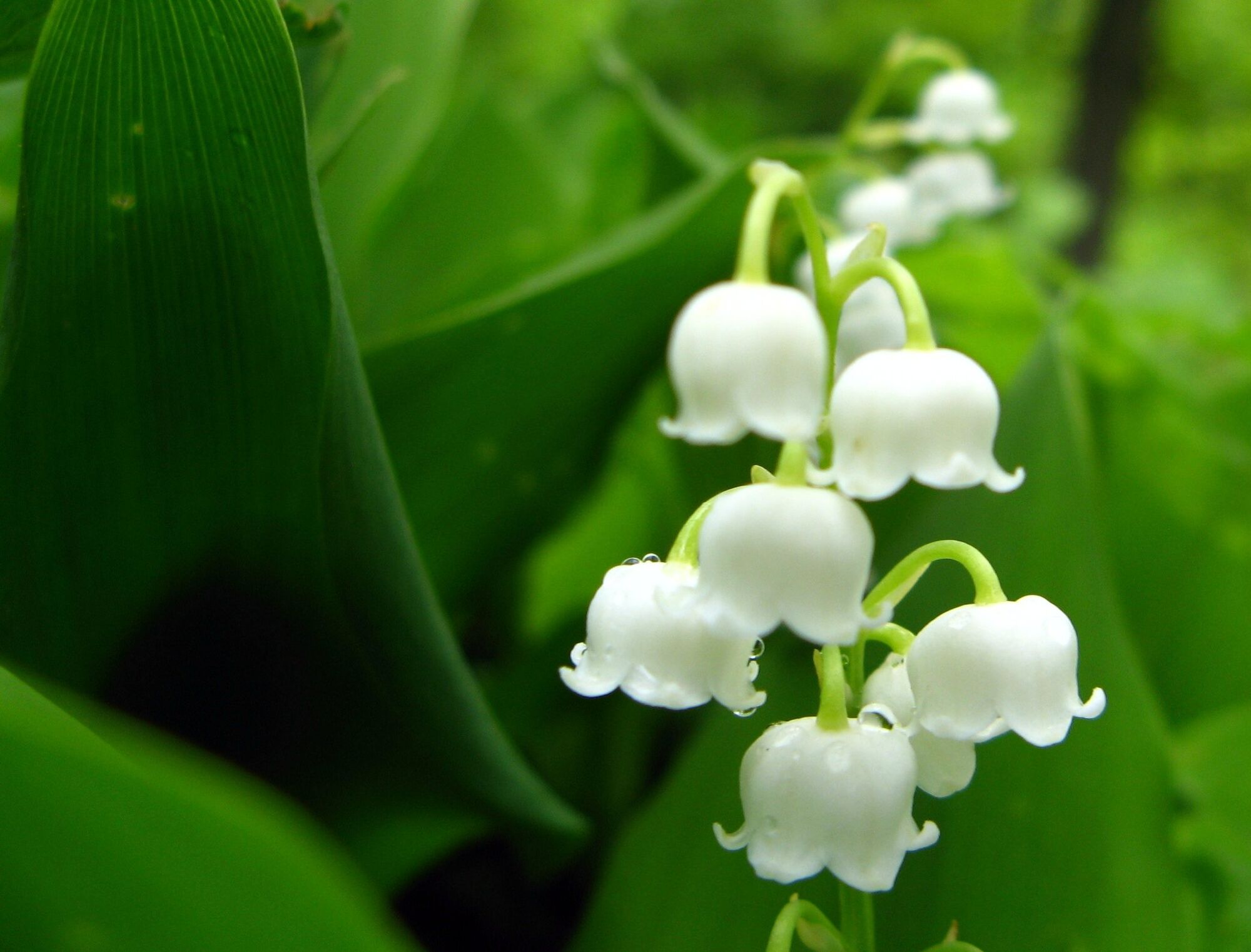 Lily Of The Valley Symbolism Wiki Fandom Powered By Wikia 