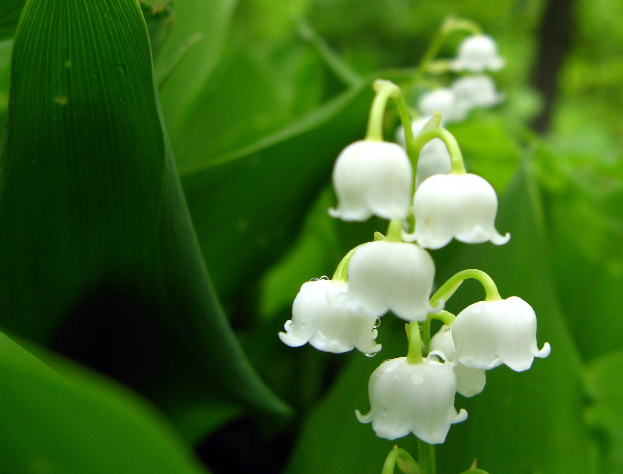Lily of the valley Symbolism Wiki FANDOM powered by Wikia