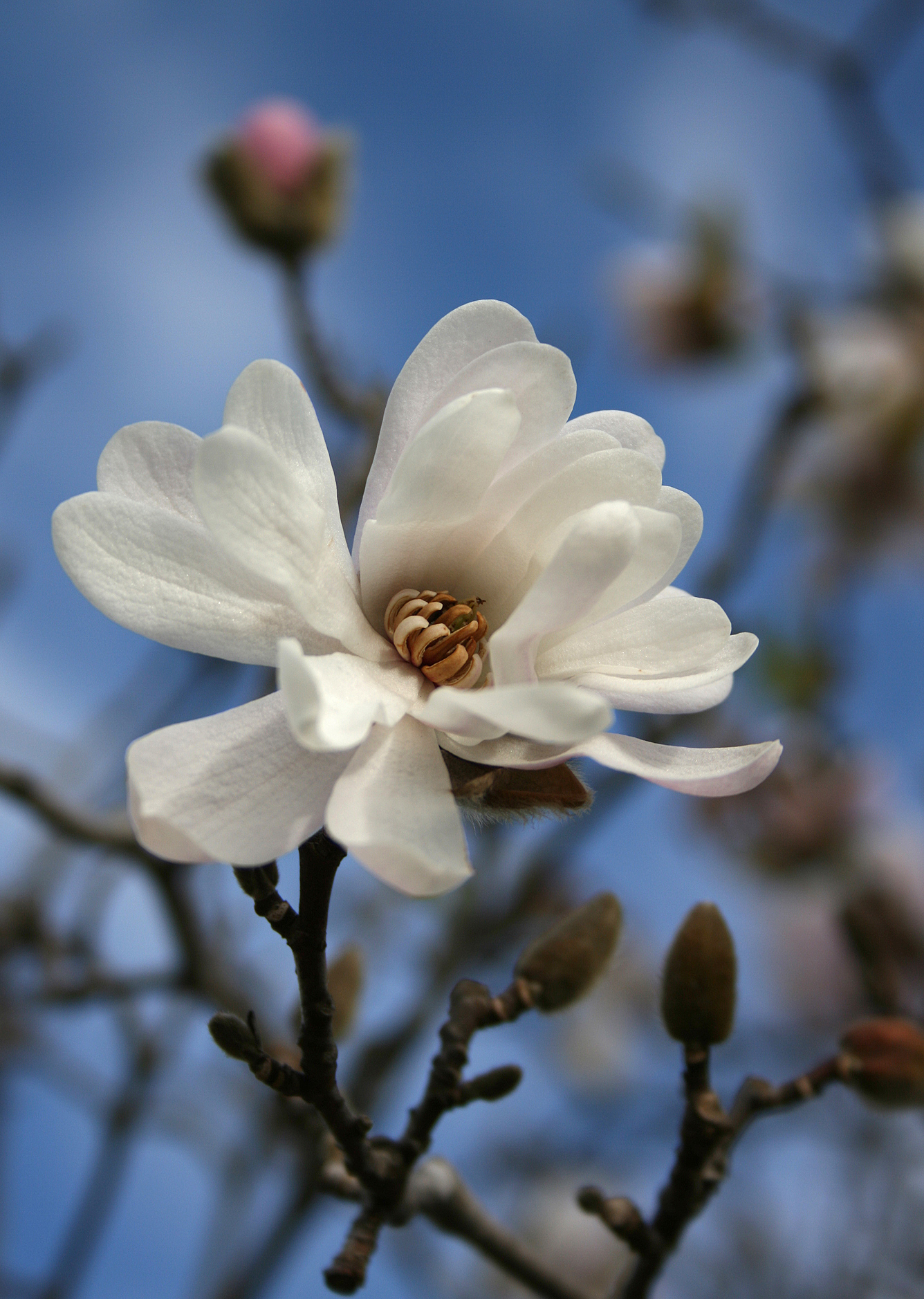 Magnolia symbolism wiki fandom powered by wikia