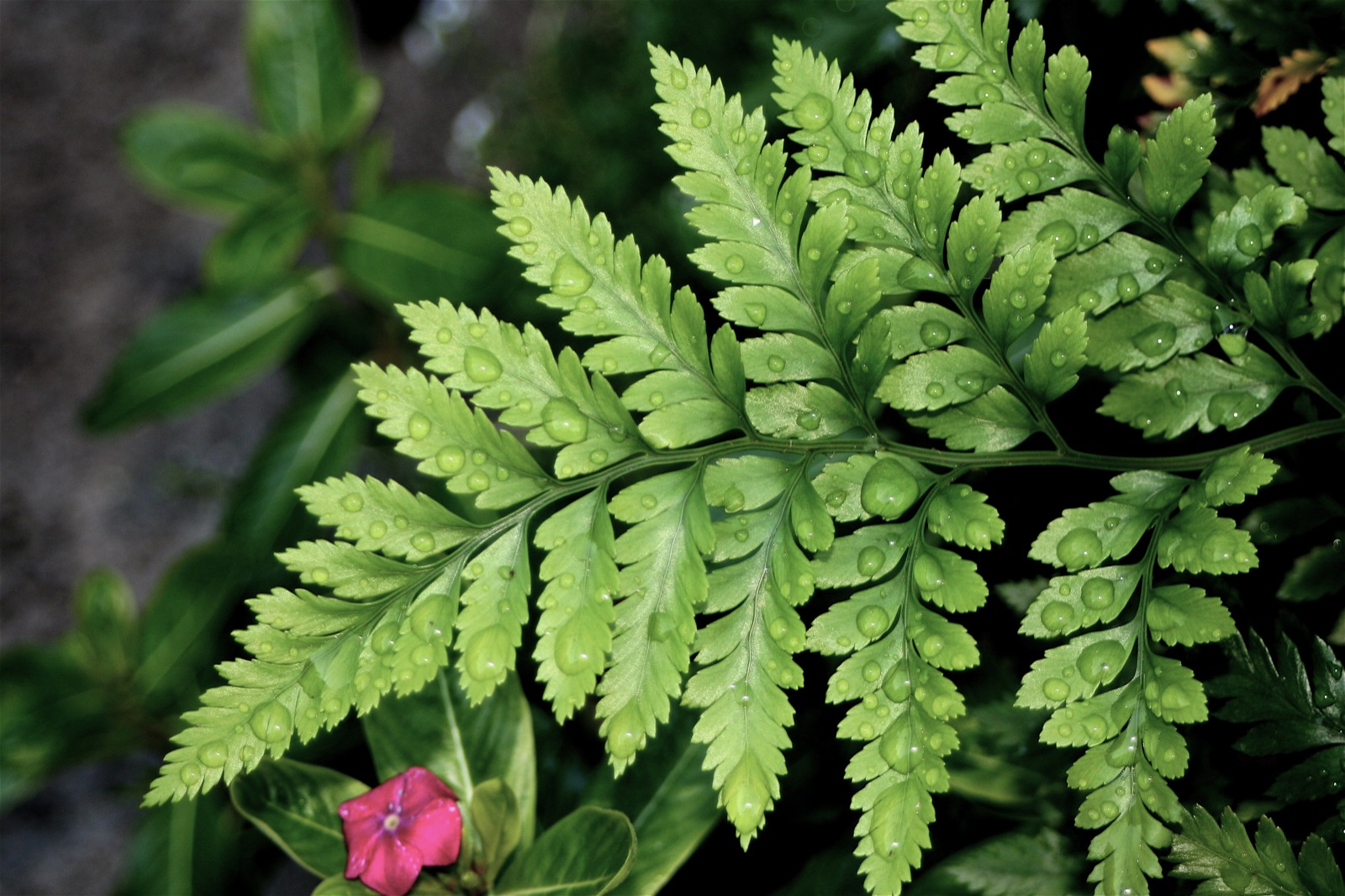 Fern Symbolism Wiki FANDOM powered by Wikia