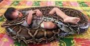 Boy and python