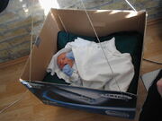 Vortex in box