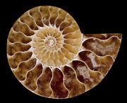 Ammonite fossil