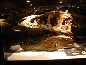 Tyrannosaurus bataar skull