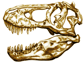 T. rex Skull