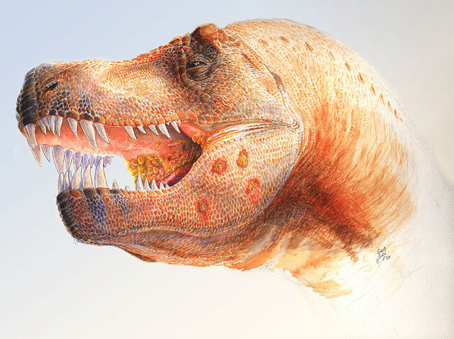 File:Tyrannosaurus infection.jpg