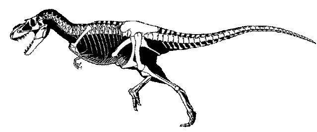 File:Albertosaurus sarcophagus.gif