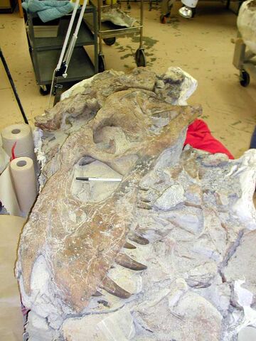 File:Bistahieversor.jpg
