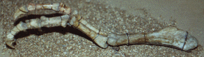 Tyrant claw